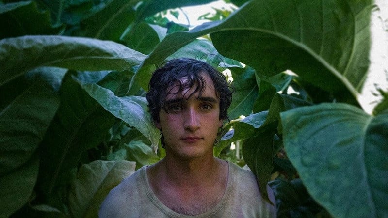 Lazzaro Felice (2018)