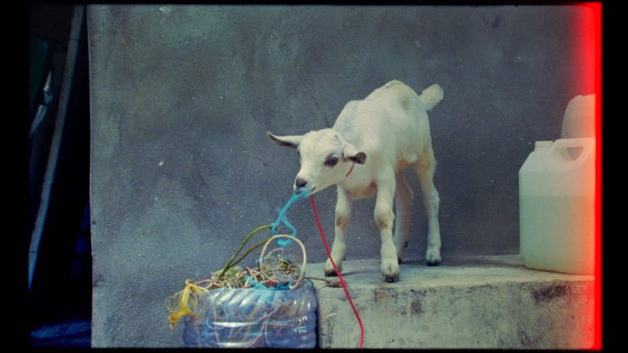 Samsara film goat